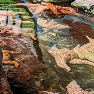 Pacific Starfish - Polar Playground