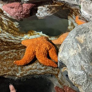 Starfish ID