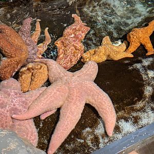 Starfish ID