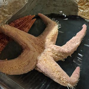 Starfish ID