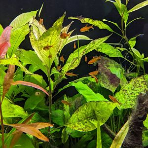 Underwater Beauty - Ember Tetra