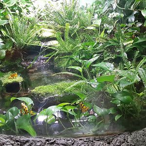Panamanian Golden Frog Exhibit
