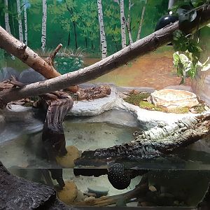 Spotted Turtle Exhibit
