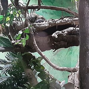 Northern Tree Shrew