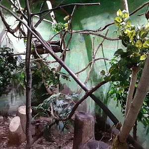 Northern Tree Shrew Exhibit