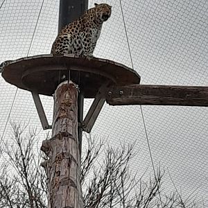 Amur Leopard