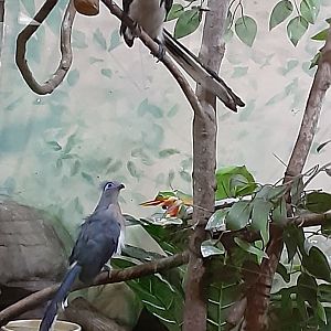 Crested Coua and Von Der Decken's Hornbill