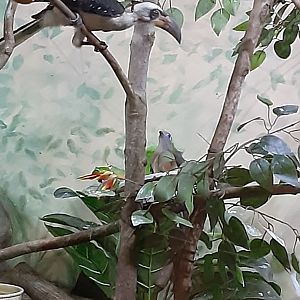 Crested Coua and Von Der Decken's Hornbill