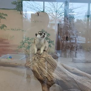 Slender-tailed Meerkat