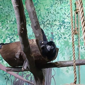 Sleepy Siamang