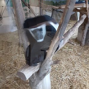 Black-and-White Colobus