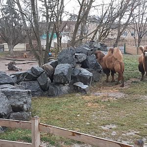 Bactrian Camels, with Red River Hog exhibit on left