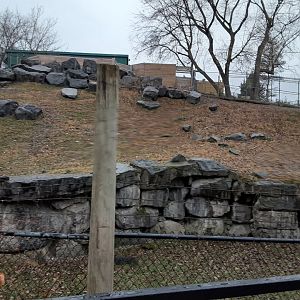 Armenian Mouflon Exhibit