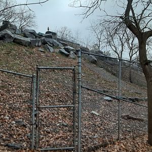 Turkmenian Markhor Exhibit