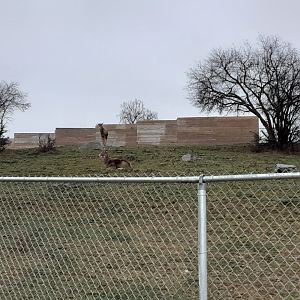 Thorold's White-Lipped Deer