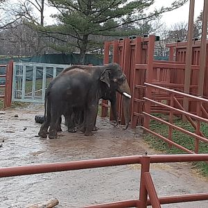 Male Asian Elephant- 'Doc'