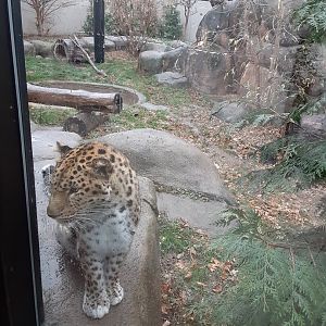 Amur Leopard- right at the window!