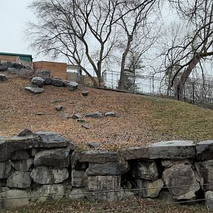 Armenian Mouflon Exhibit