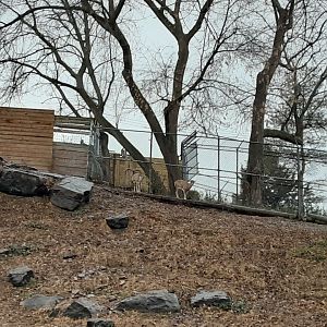 Armenian Mouflon Pair