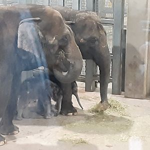Asian Elephants- Mom, Grandma, and Twins!