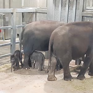 Twin Elephant Calves