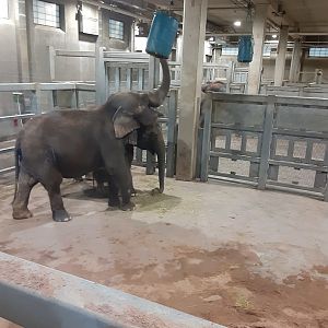 Asian Elephant Reaching for Hay Barrel