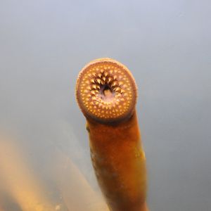 Sea Lamprey