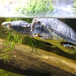 Musk Turtle