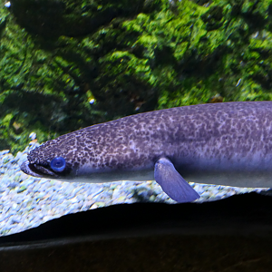 Australian Longfin Eel