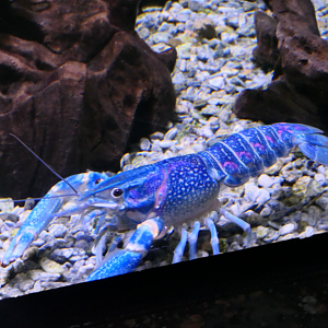 Redclaw Crayfish