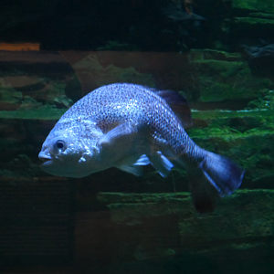 Jungle Perch with scoliosis