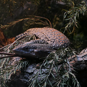 Spotted Tree Monitor