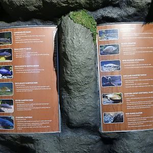 Ohio Lakes & Rivers Species List