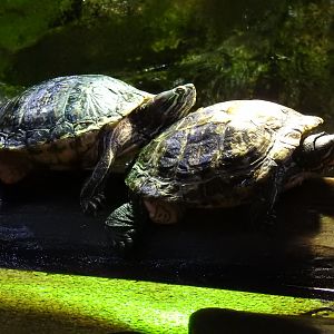 Red-Eared Sliders