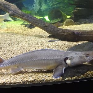 Shovelnose Sturgeon