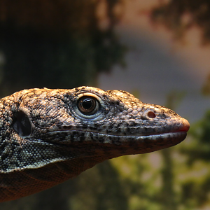 Mangrove Monitor