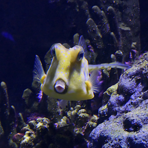 Longhorn Cowfish