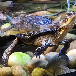 Blanding's Turtle