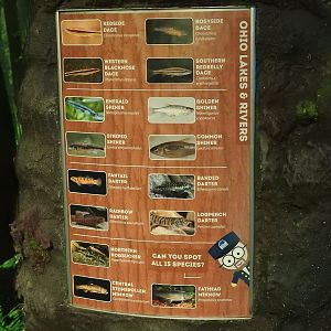 Ohio River's & Lakes Small Fish exhibit species list