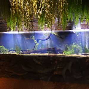 Ohio River's & Lakes Small Fish exhibit tank