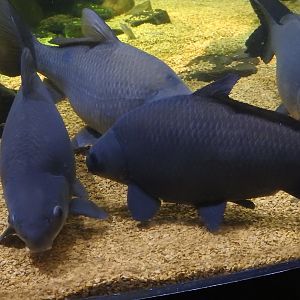 Smallmouth Buffalofish