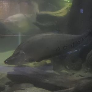 Clown Knifefish