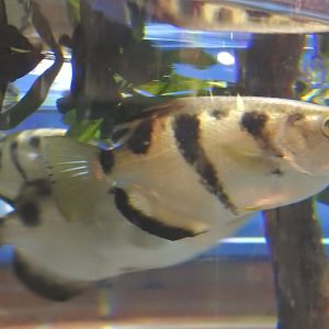 Archerfish
