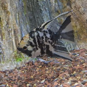 Freshwater Angelfish