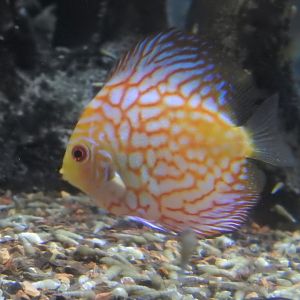 Discus