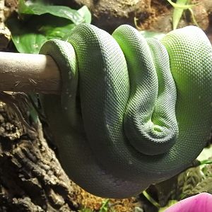 Green Python