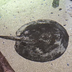 River stingray