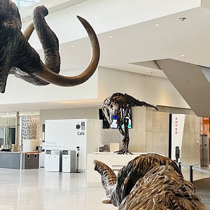 Mammoth threat display against potential predatory giant lizard bird in clear need of a meal