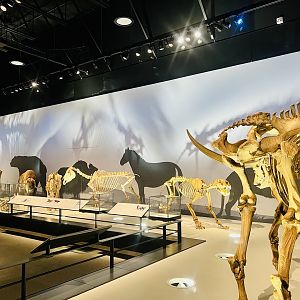 Ice Age Mammal Display