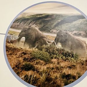 Museum Art (or illustration) of Mammoths